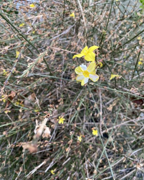 Winter jasmine.