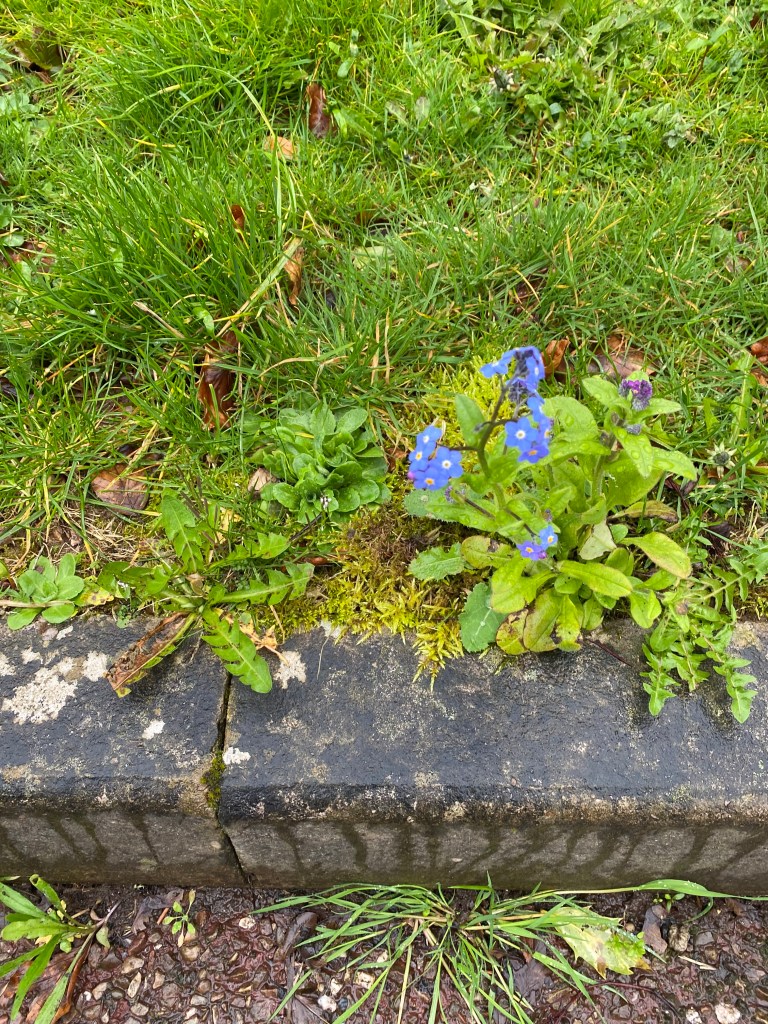 Forget-me-not.