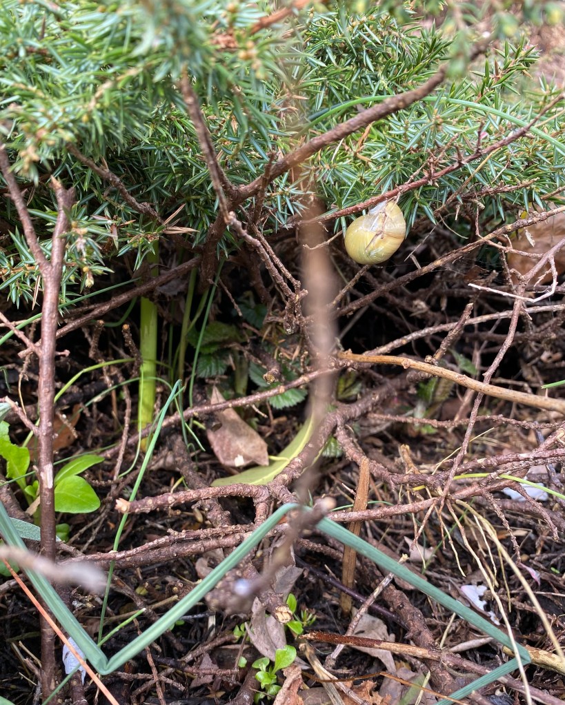 Snail in the Hedge.