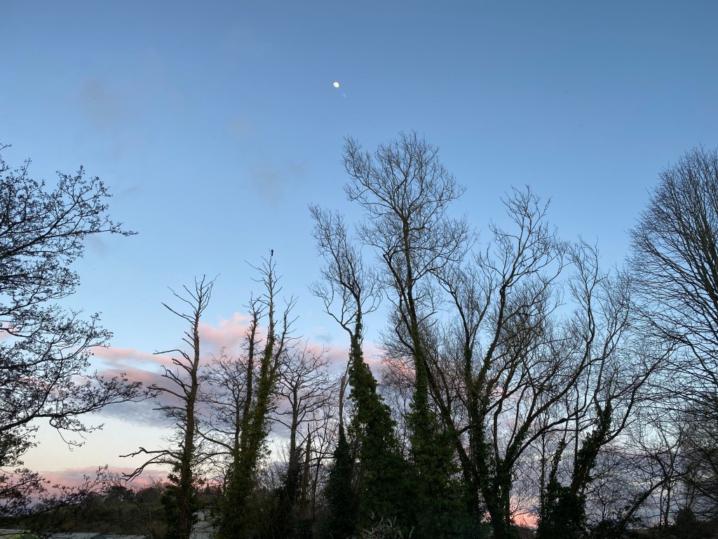 Evening sky through the trees