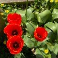 Red Tulips.