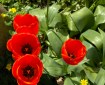 Red Tulips.