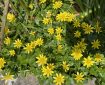 Lesser Celandine.