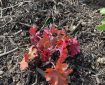 Coral Bells (Heuchera 'Fire Alarm')