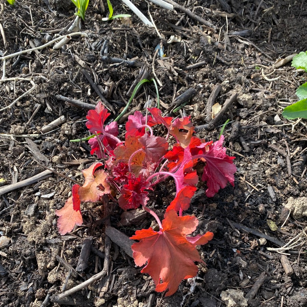 Coral Bells (Heuchera 'Fire Alarm')