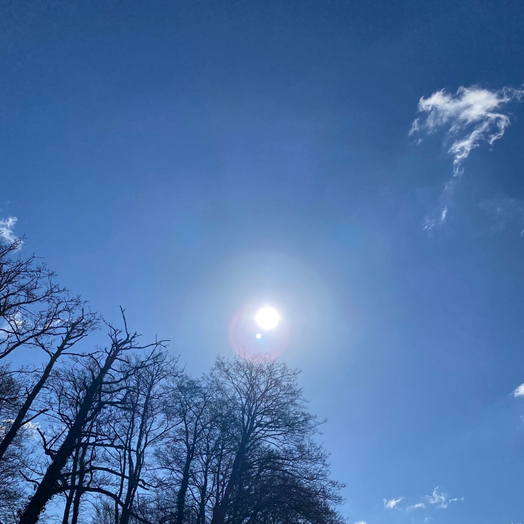 Morning Sunshine above the Trees. 