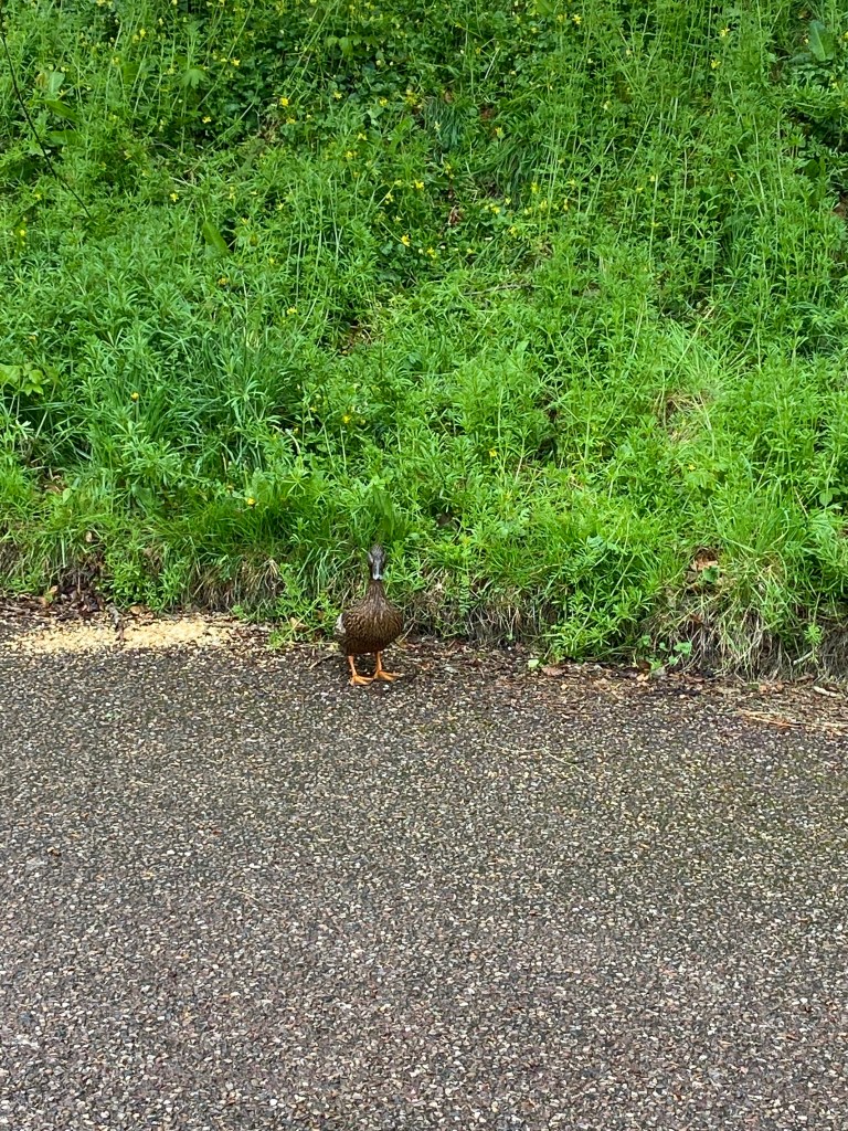Duck standing guard on the birdseed.