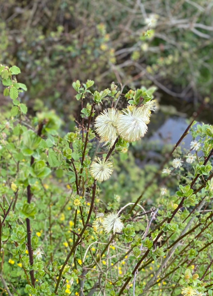 Mountain Witch Alder putting on a show.