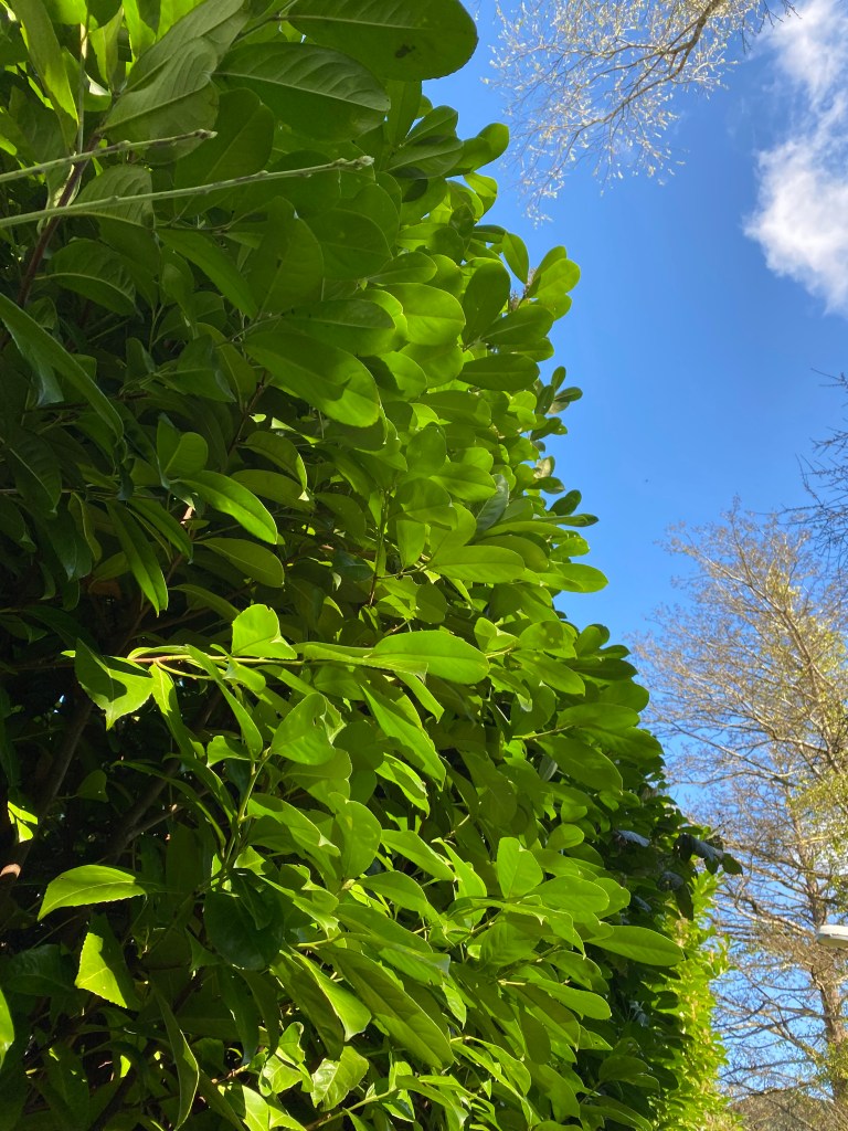 A Green Hedge Catches the Sun.