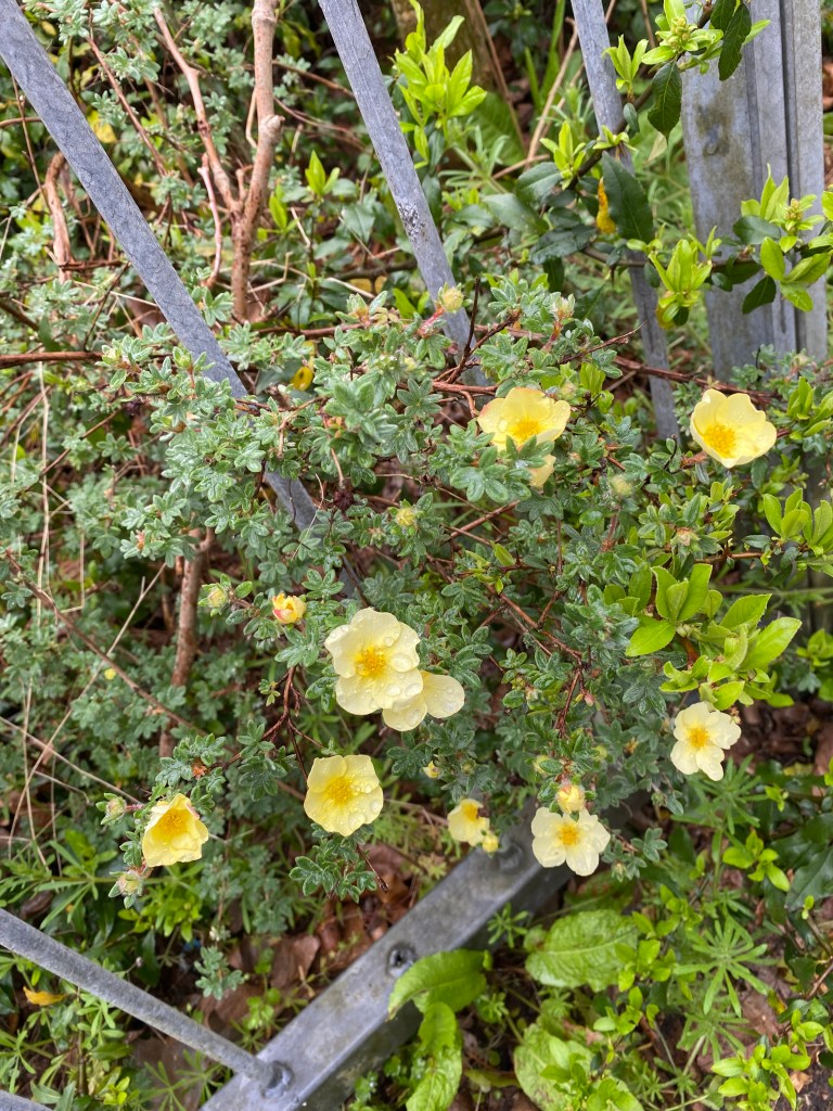 Yellow on Green. (Dasiphora)