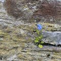 Forget-me-not growing from a wall.