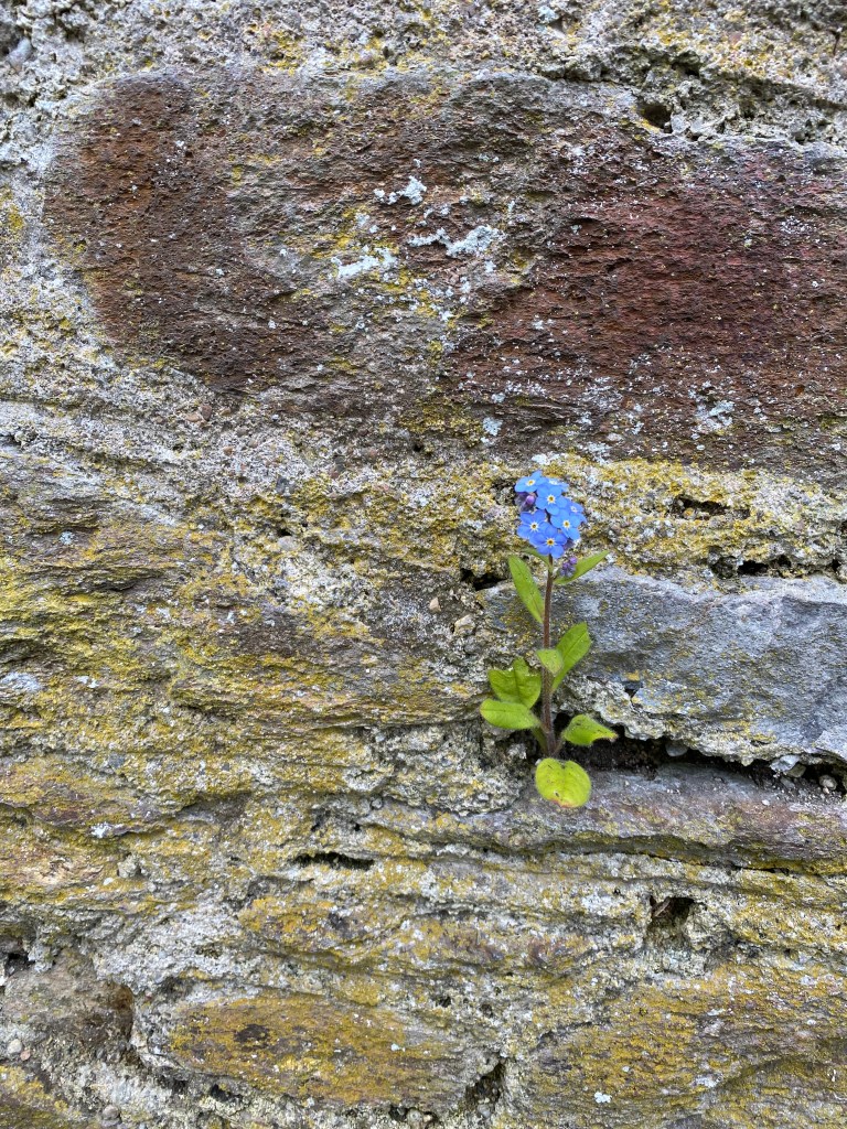 Forget-me-not growing from a wall.