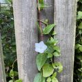 White flower climbing up fence.