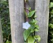 White flower climbing up fence.