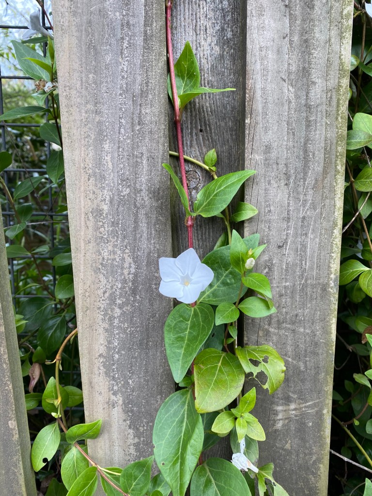White flower climbing up fence.