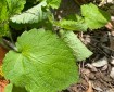 Green Leaves (Hedge Nettle)