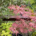 Acers Spring Colour.