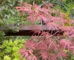 Acers Spring Colour.