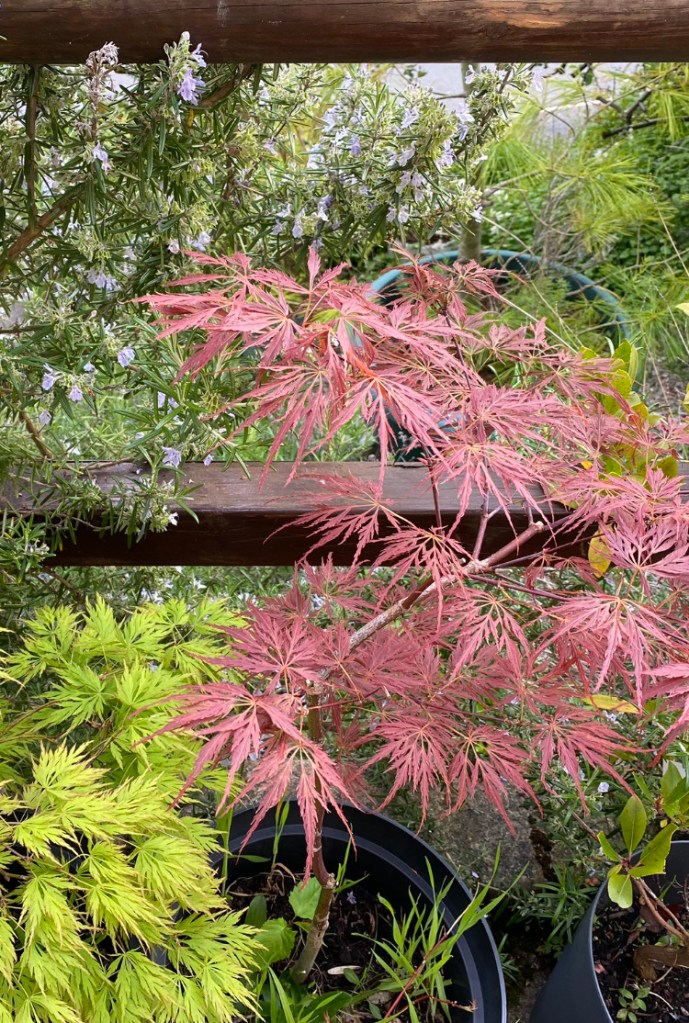 Acers Spring Colour.