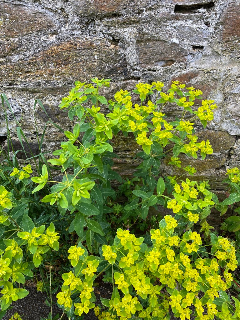 Euphorbia epithymoides, the cushion spurge?