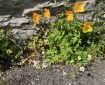 California Poppy and friends.