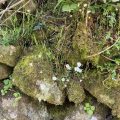 White flowers among the rocks.