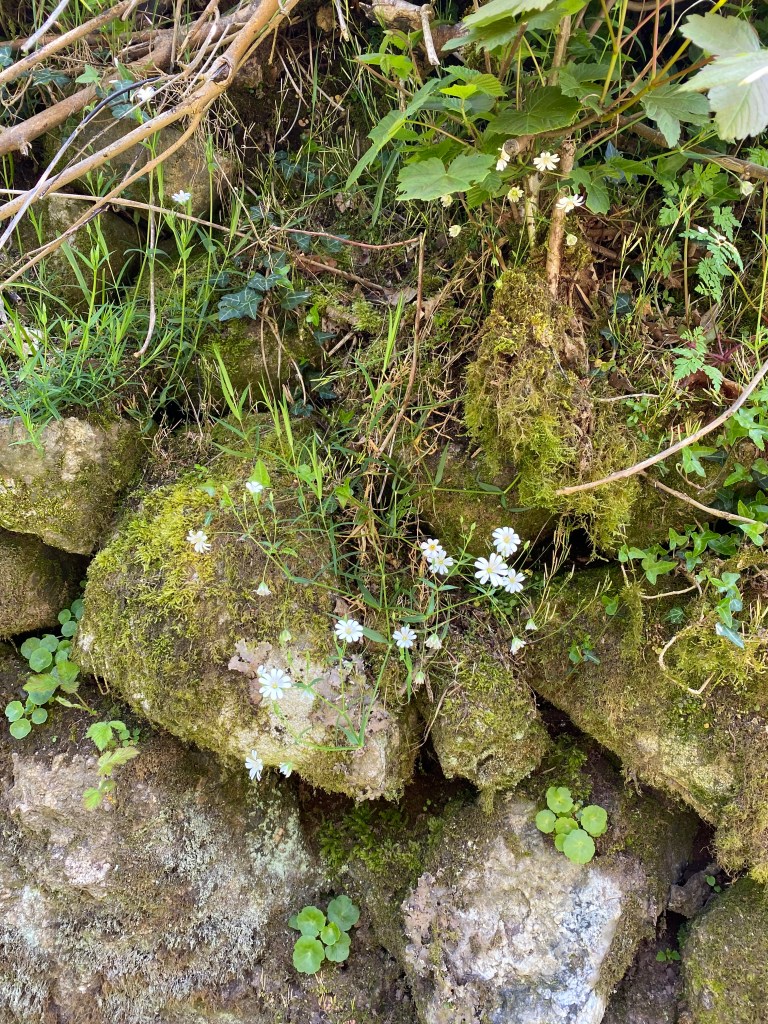 White flowers among the rocks.