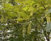 Sycamore in seed.