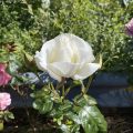 A White Rose.