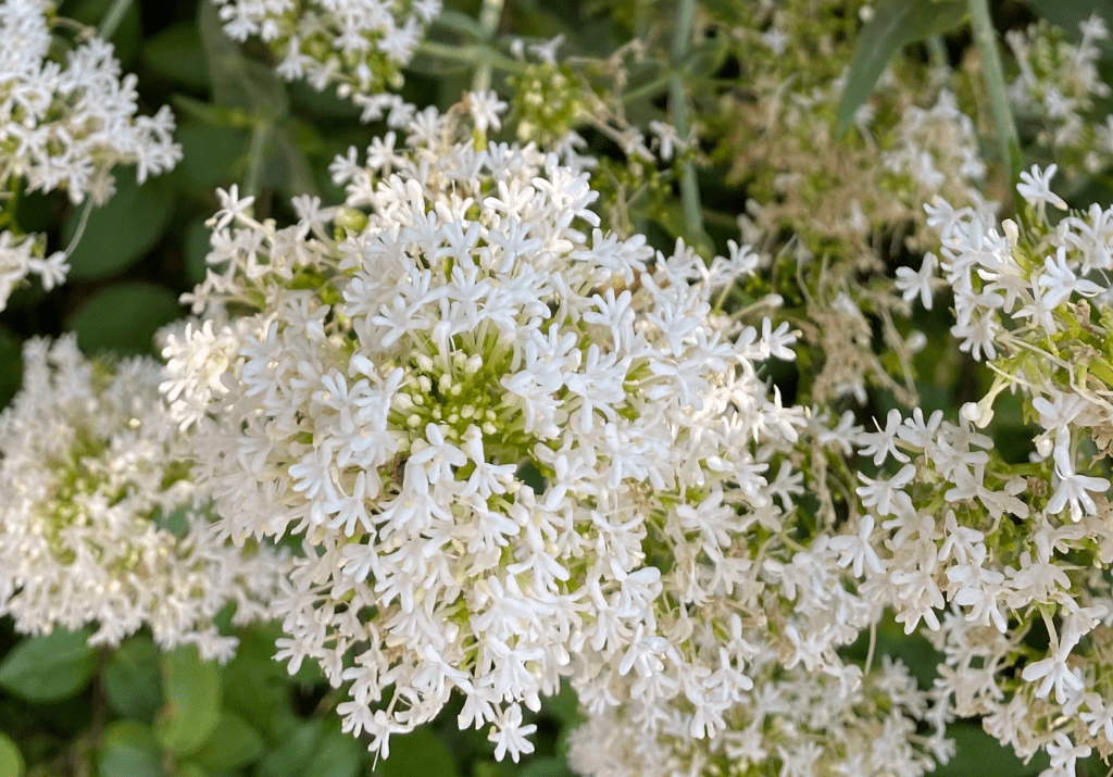 White valerian?