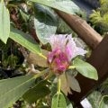 Rhododendron.