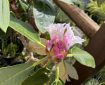 Rhododendron.