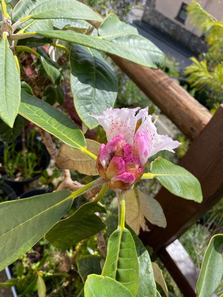 Rhododendron.