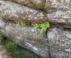 Ferns in the rocks.
