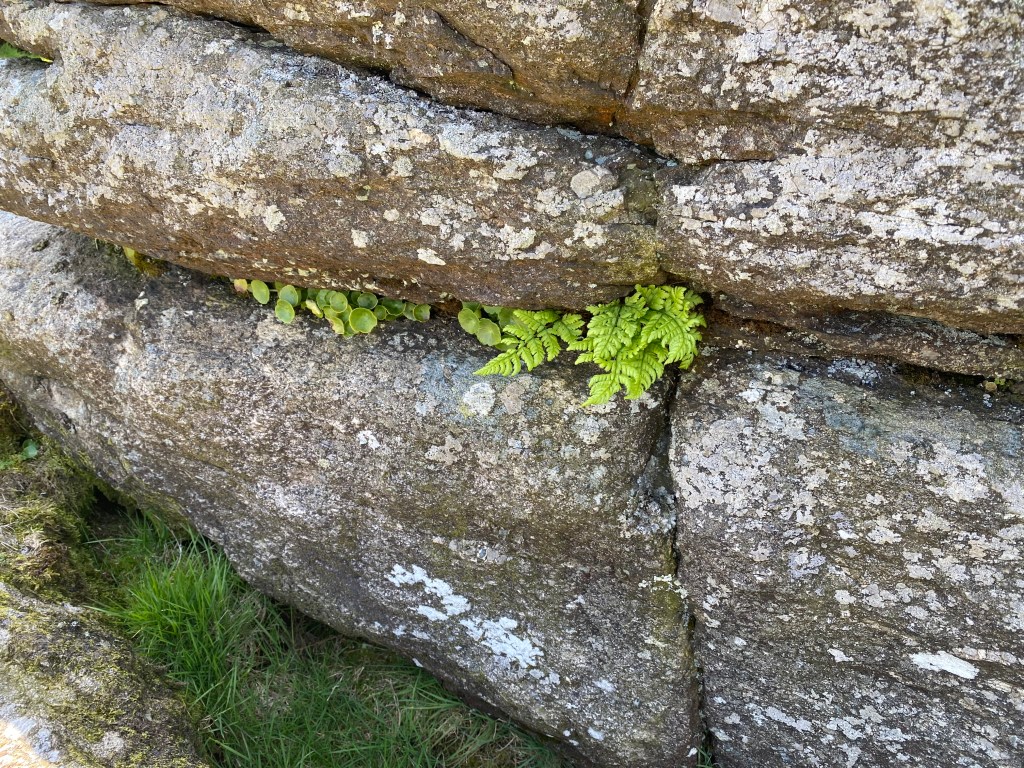 Ferns in the rocks.