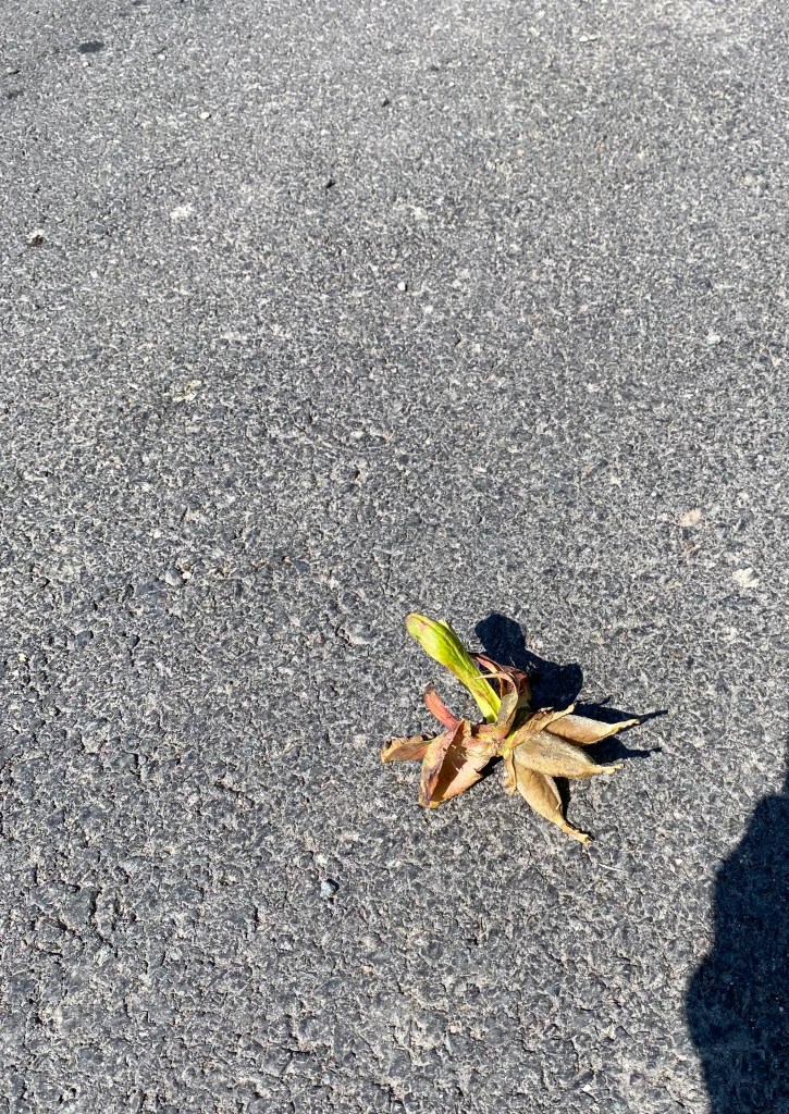 A seed pod resting on concrete. 