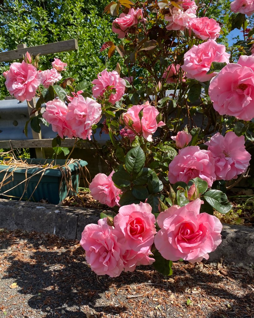 A bunch of pink roses.