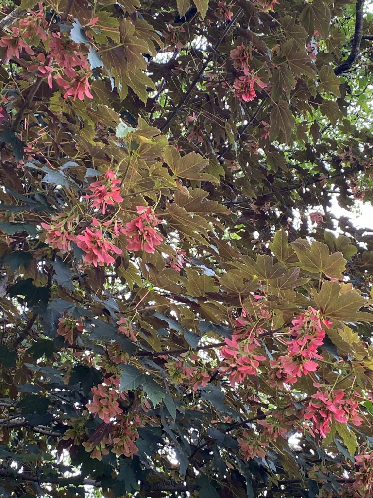 Red Sycamore seeds.