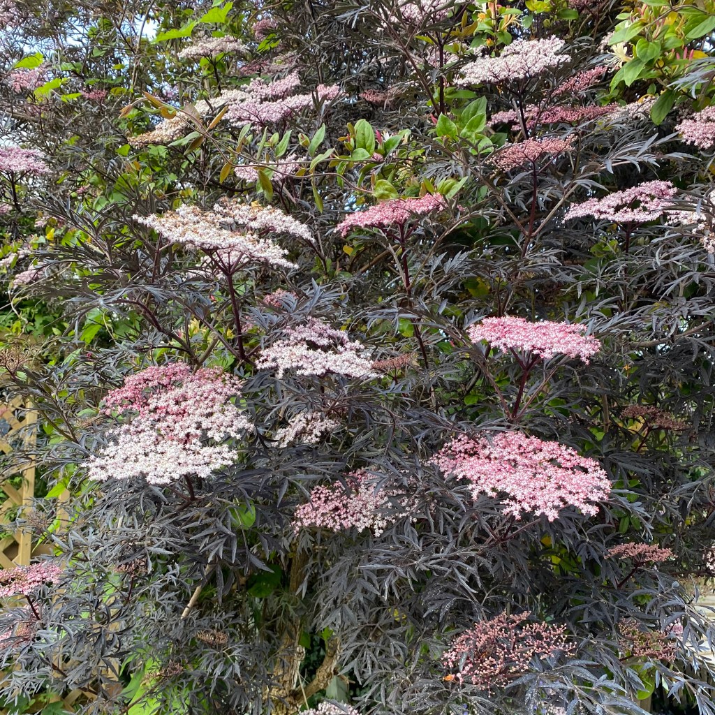 Light purple elderflower. 