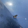 Mayfly in the sunshine.