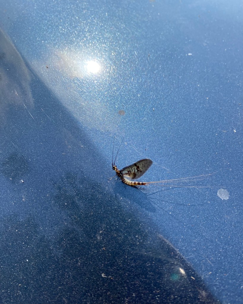 Mayfly in the sunshine.