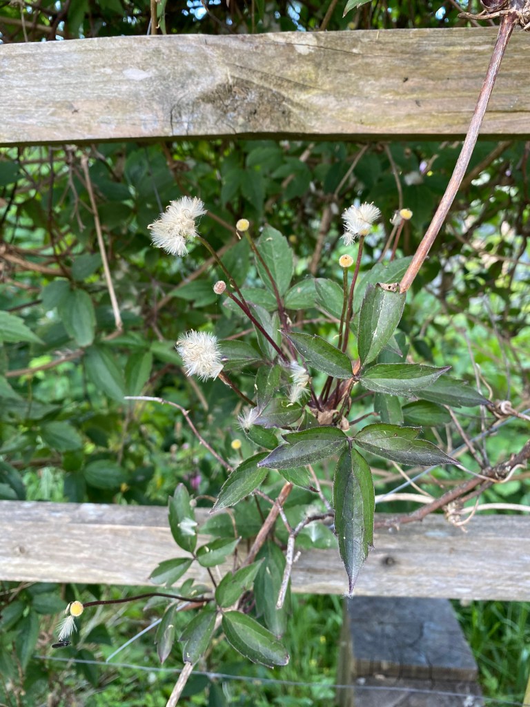 Growing over the fence.