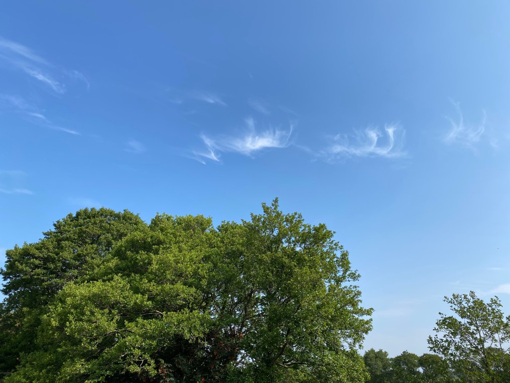 Clouds floating over the trees.