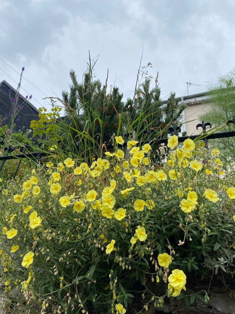 Lots of yellow flowers.
