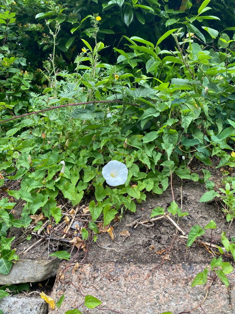 White flower with green background.