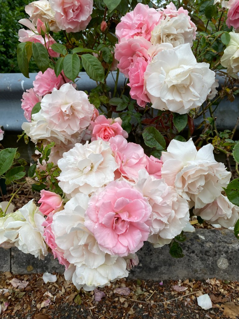 White and pink roses. 
