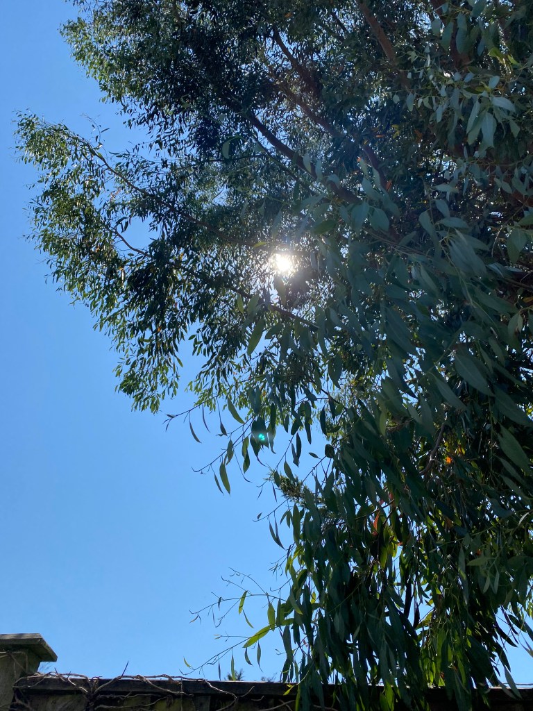 Sun through the branches.