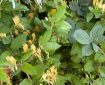 Yellow Honeysuckle.