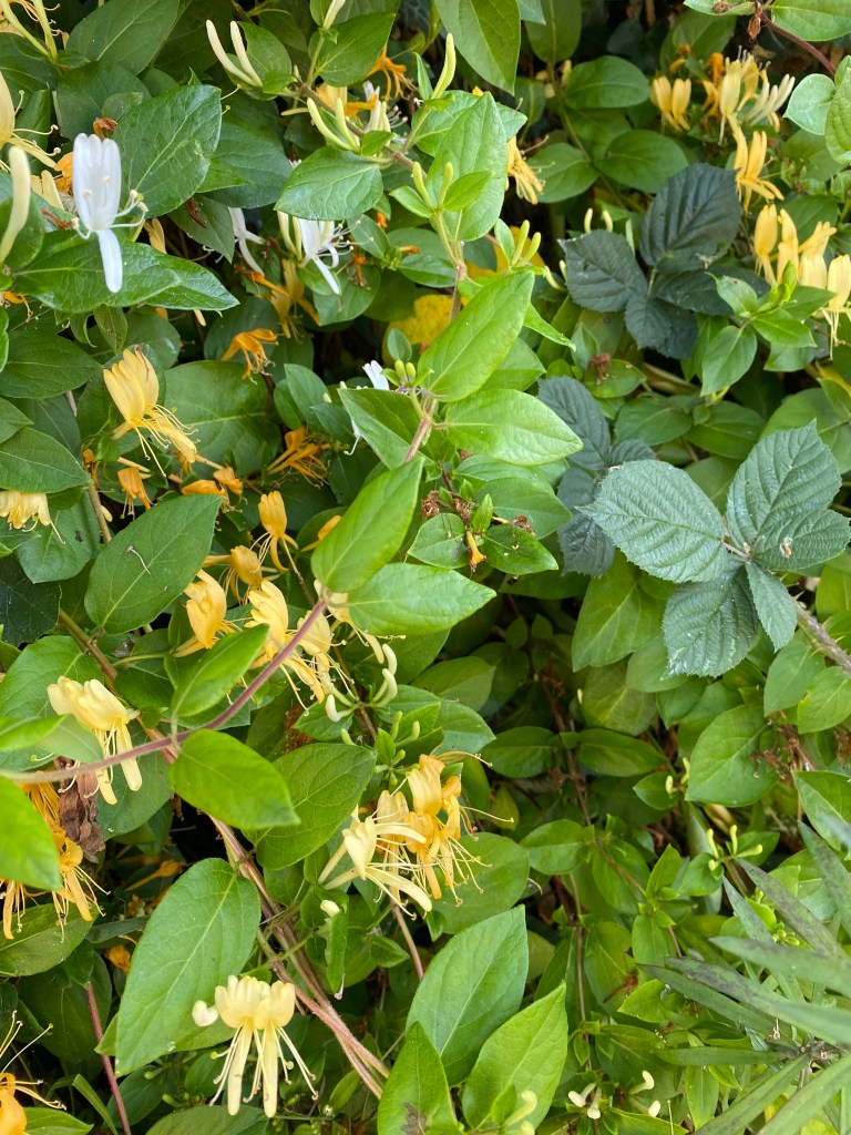 Yellow Honeysuckle.