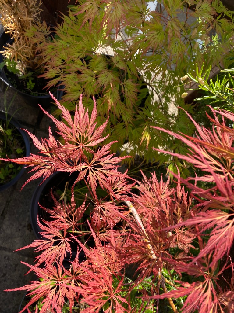 Fine delicate leaves.